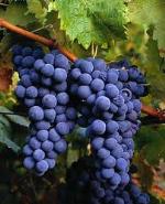 uvas