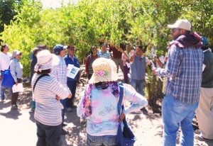parcela demostrativa